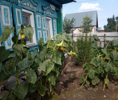 коттедж 20 кв м Фрунзе