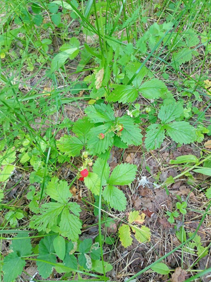 Земельный участок Макарий с