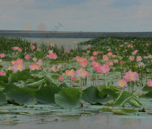 коттедж 14 кв м ул Полевая (СНТ Лотос), 15