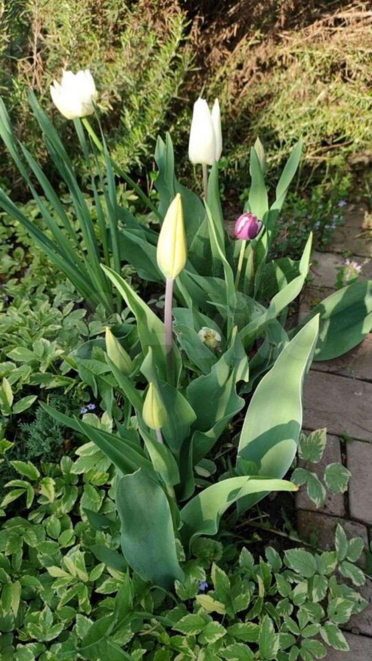 Коттедж/дом Мира ул, 23 Коттедж/дом Мира ул, 23