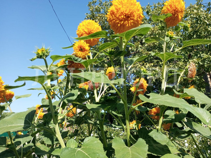 Земельный участок Волнистая улица