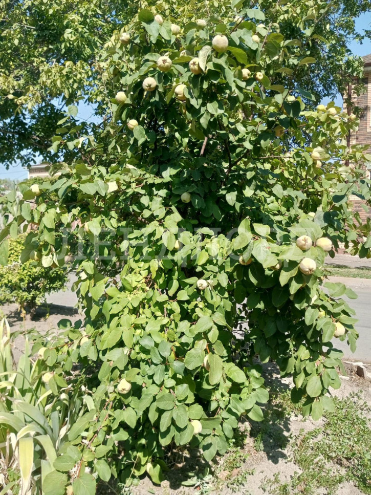 Земельный участок Волнистая улица