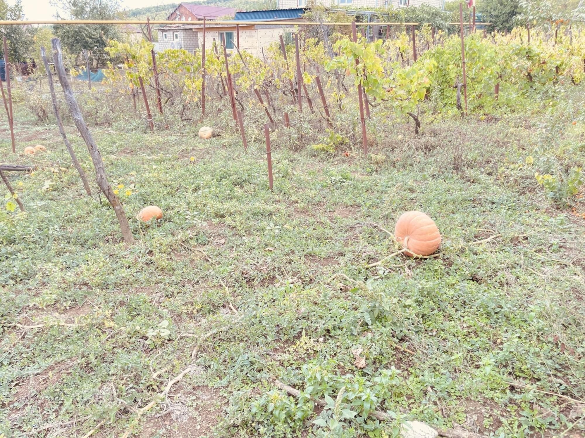 Купить землю, земельный участок за 6 000 000 рублей на село Гай-Кодзор