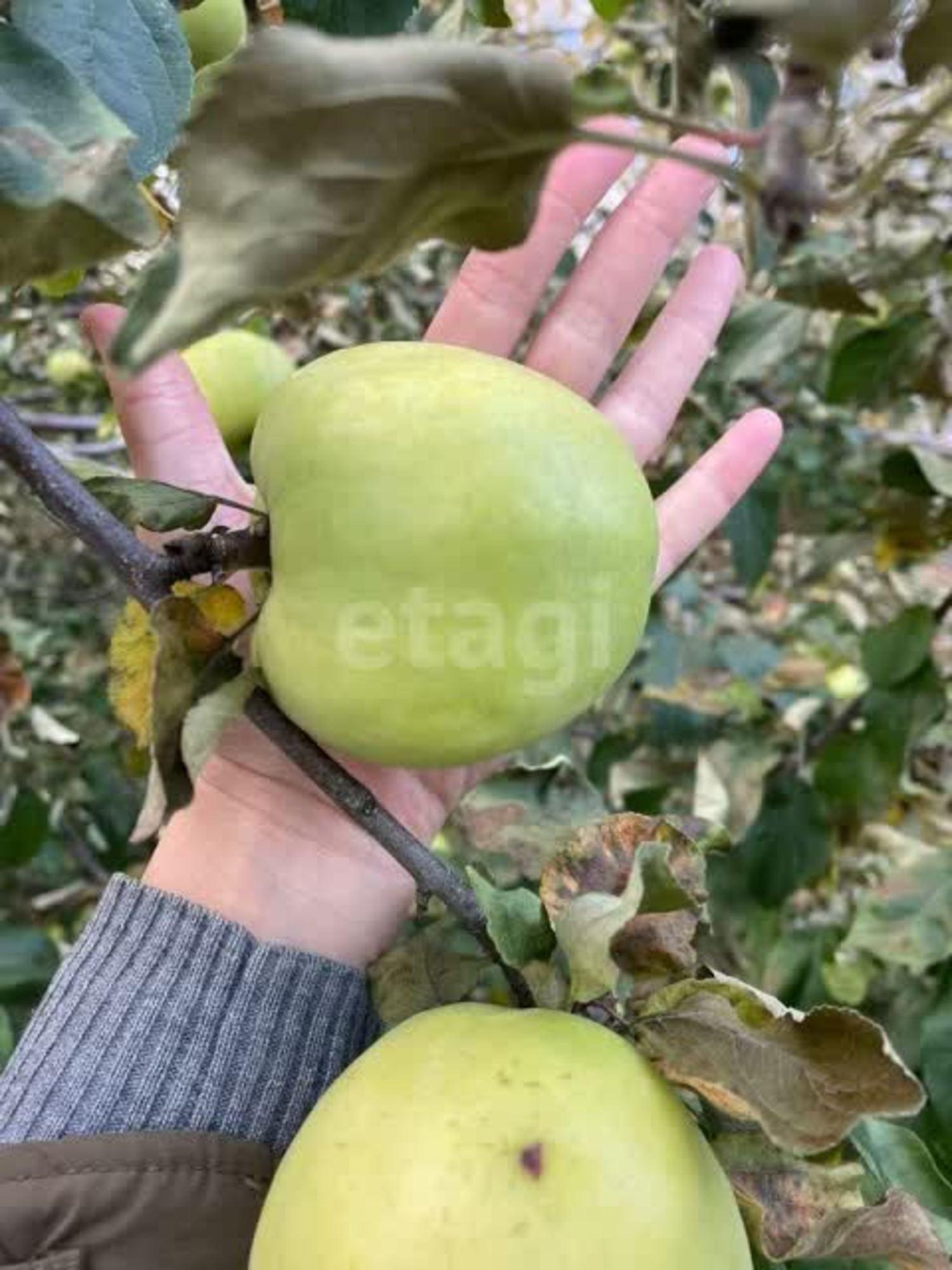 Купить дачу, дом, коттедж за 555 000 рублей на улица Надежда 10 СНТ
