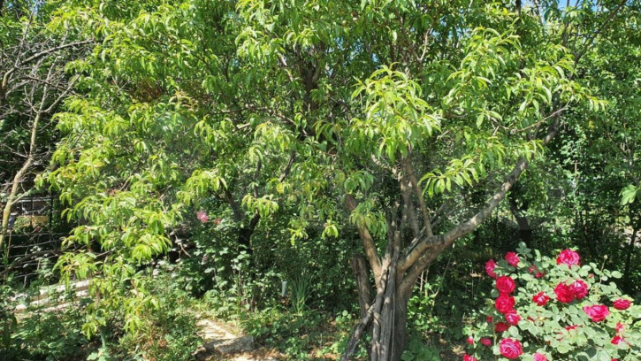 Коттедж/дом Ореховая ул, 141