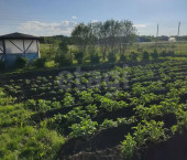 земля 8 сот посёлок Грибково, 373