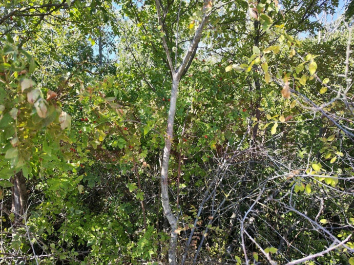 Земельный участок Центральный