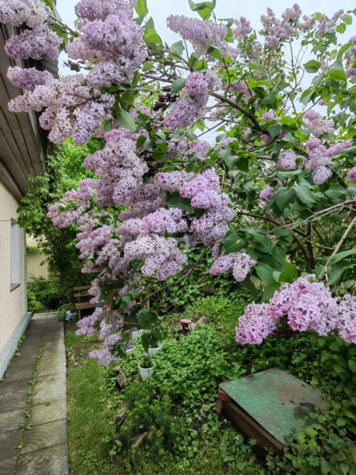 Коттедж/дом Ньютона, 18 Коттедж/дом Ньютона, 18