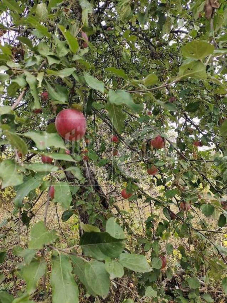 Земельный участок Лесная улица