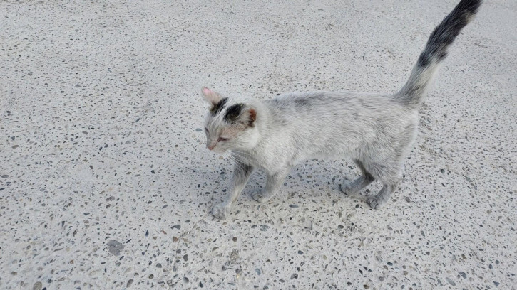 1-комн квартира Парковая улица, 64Ак8