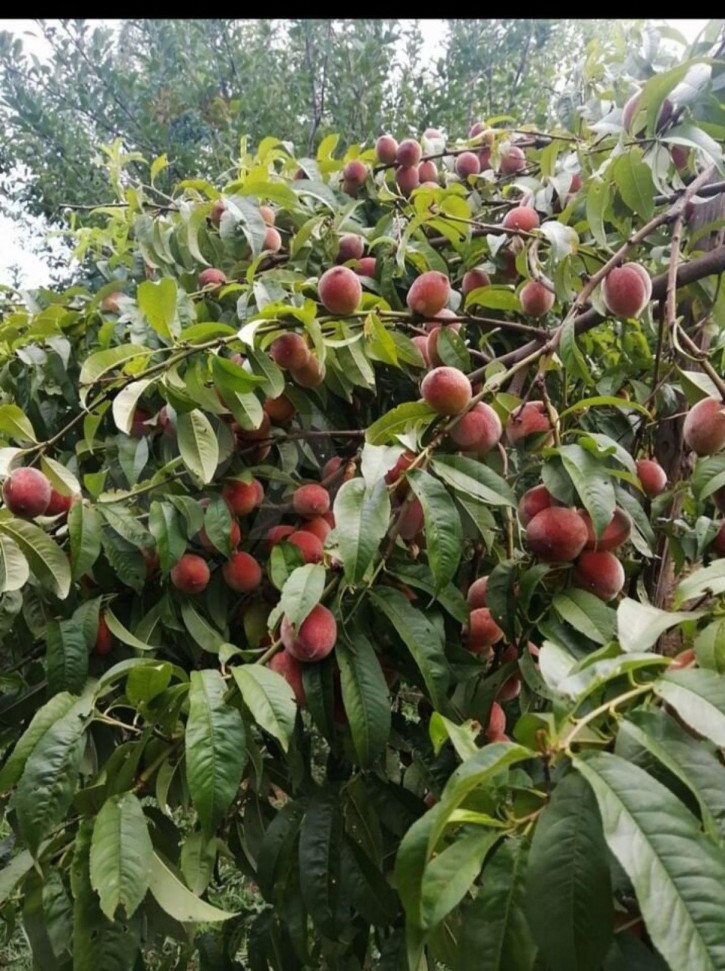 Коттедж/дом Братьев Пченушай ул, 18 Коттедж/дом Братьев Пченушай ул, 18