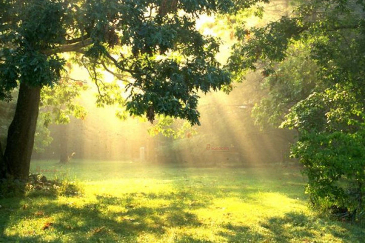 Земельный участок Лесная 1 Земельный участок Лесная 1