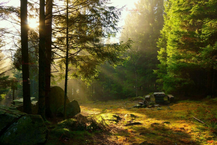 Земельный участок Лесная 1 Земельный участок Лесная 1