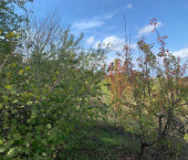 земля 11 сот село Гай-Кодзор
