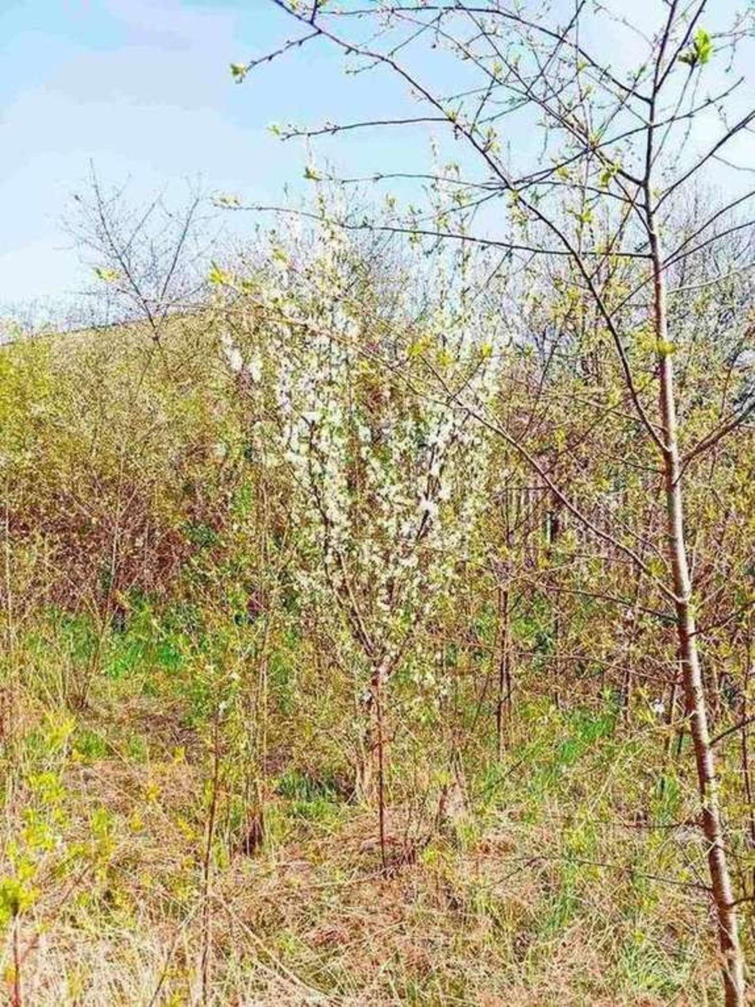 Купить дачу, дом, коттедж за 1 800 000 рублей на Мирная