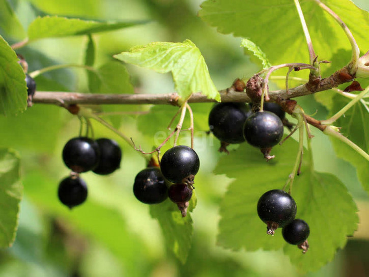 Коттедж/дом СТ ЛУЧ-2, 097