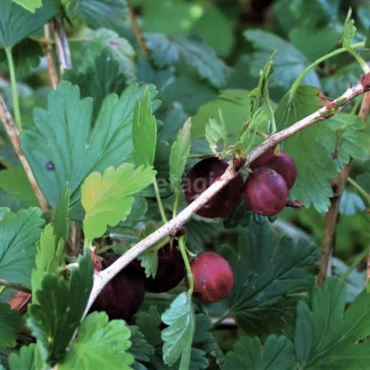 Коттедж/дом СТ ЛУЧ-2, 097