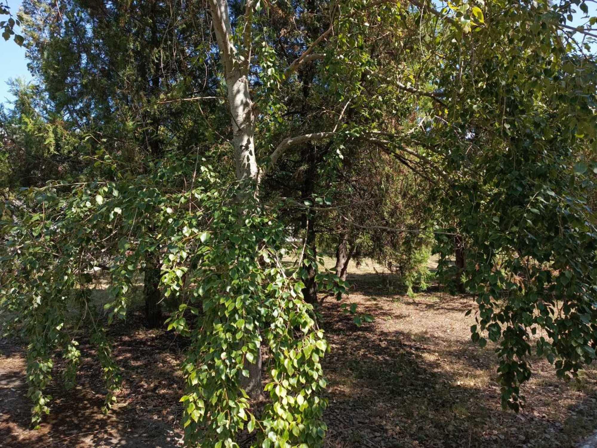 Купить землю, земельный участок за 87 000 000 рублей на Анапа