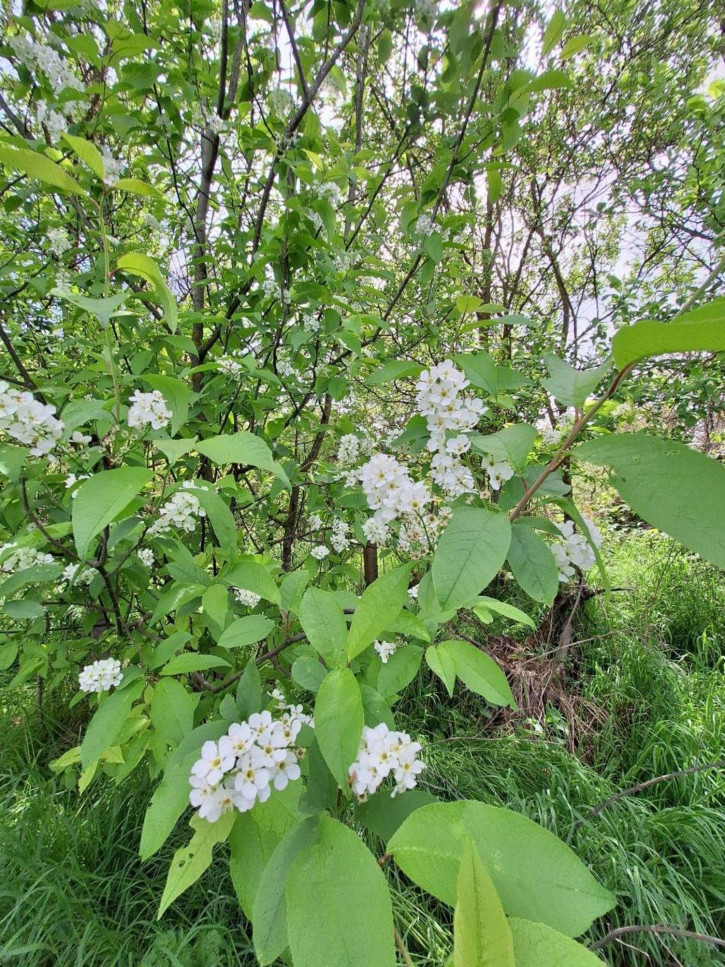 Земельный участок село Витязево