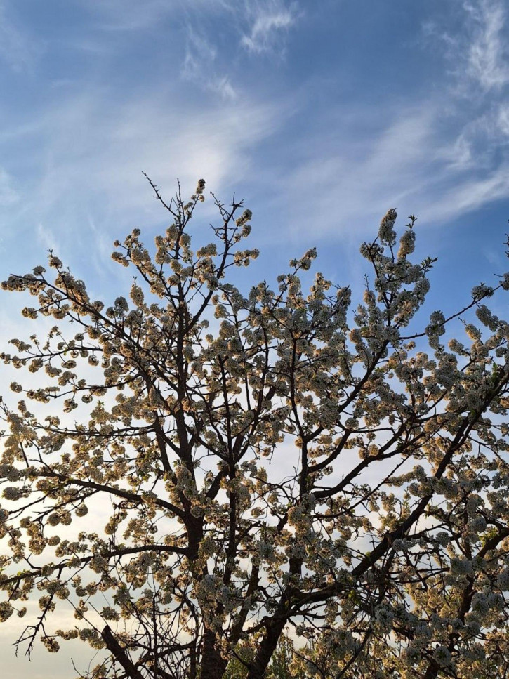 Земельный участок СОТ Ягодка Земельный участок СОТ Ягодка