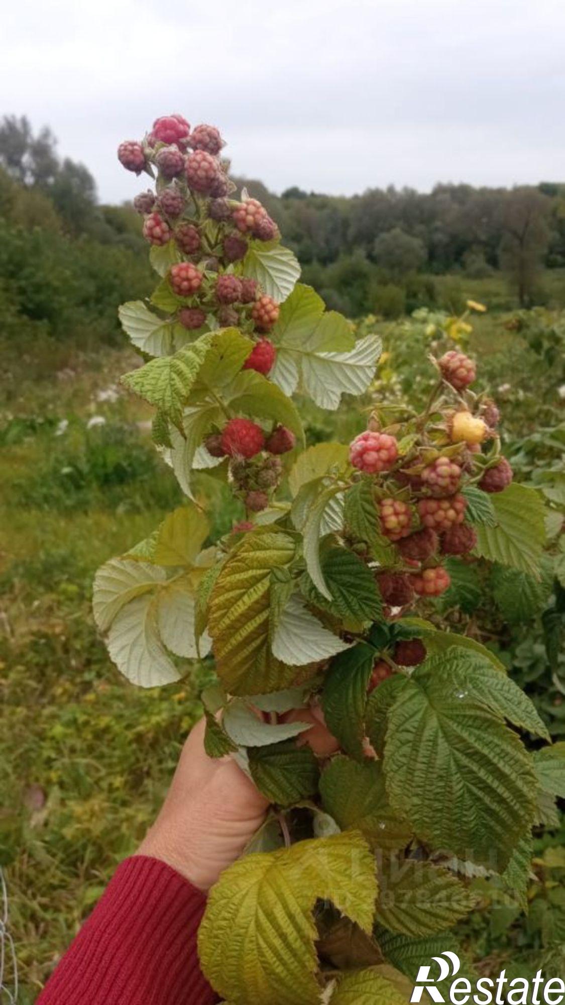 Купить дачу, дом, коттедж за 600 000 рублей на Ракитянский район, Солдатское сельское поселение, село Солдатское