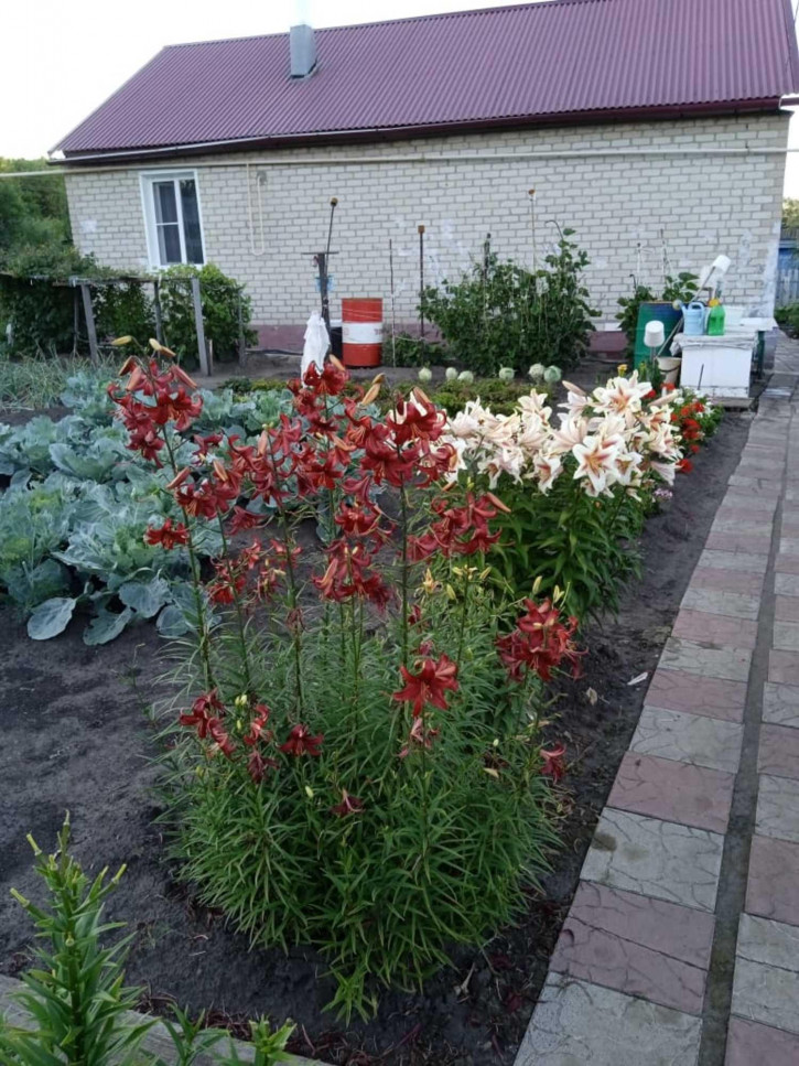 Коттедж/дом Дорожная улица, д.12 Коттедж/дом Дорожная улица, д.12