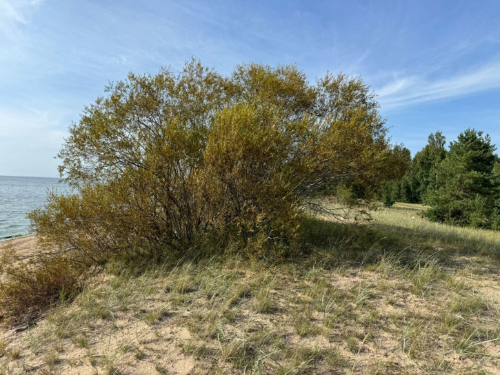 Земельный участок деревня Мяковщина