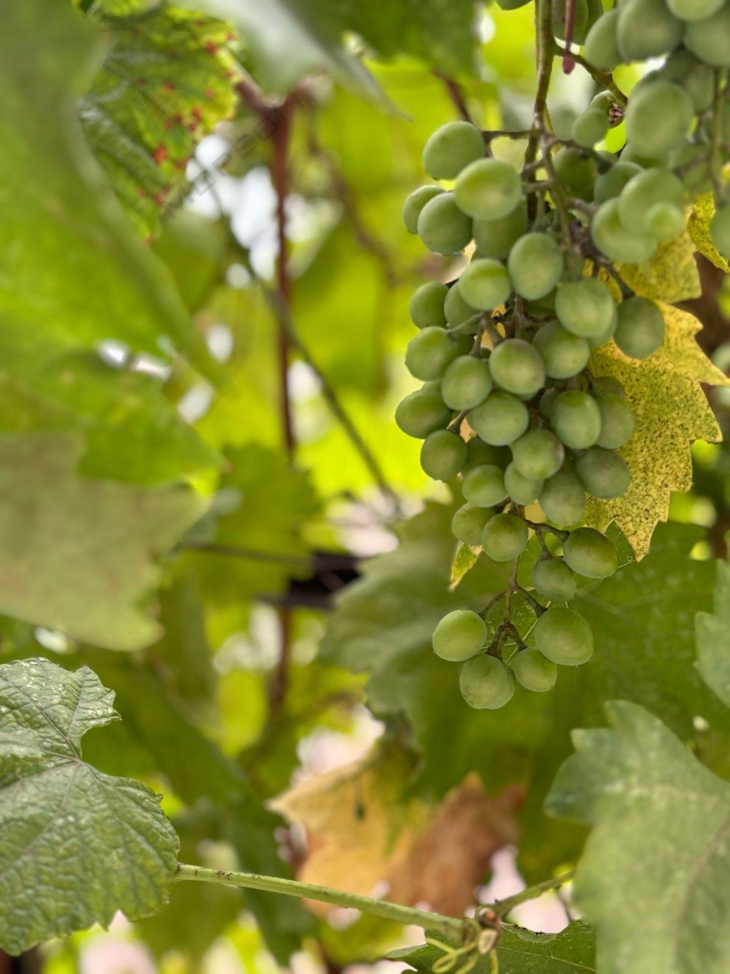 Купить дачу, дом, коттедж за 7 600 000 рублей на Цветочная ул, 4А