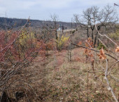 земля 6 сот Южный