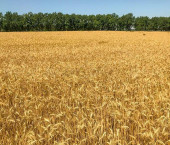 земля 520 сот дом 702