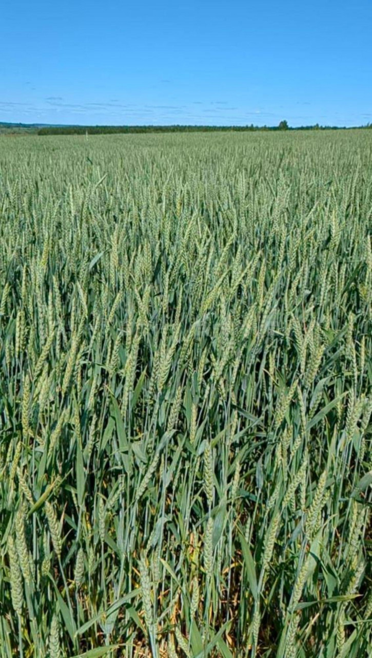 Земельный участок дом 702