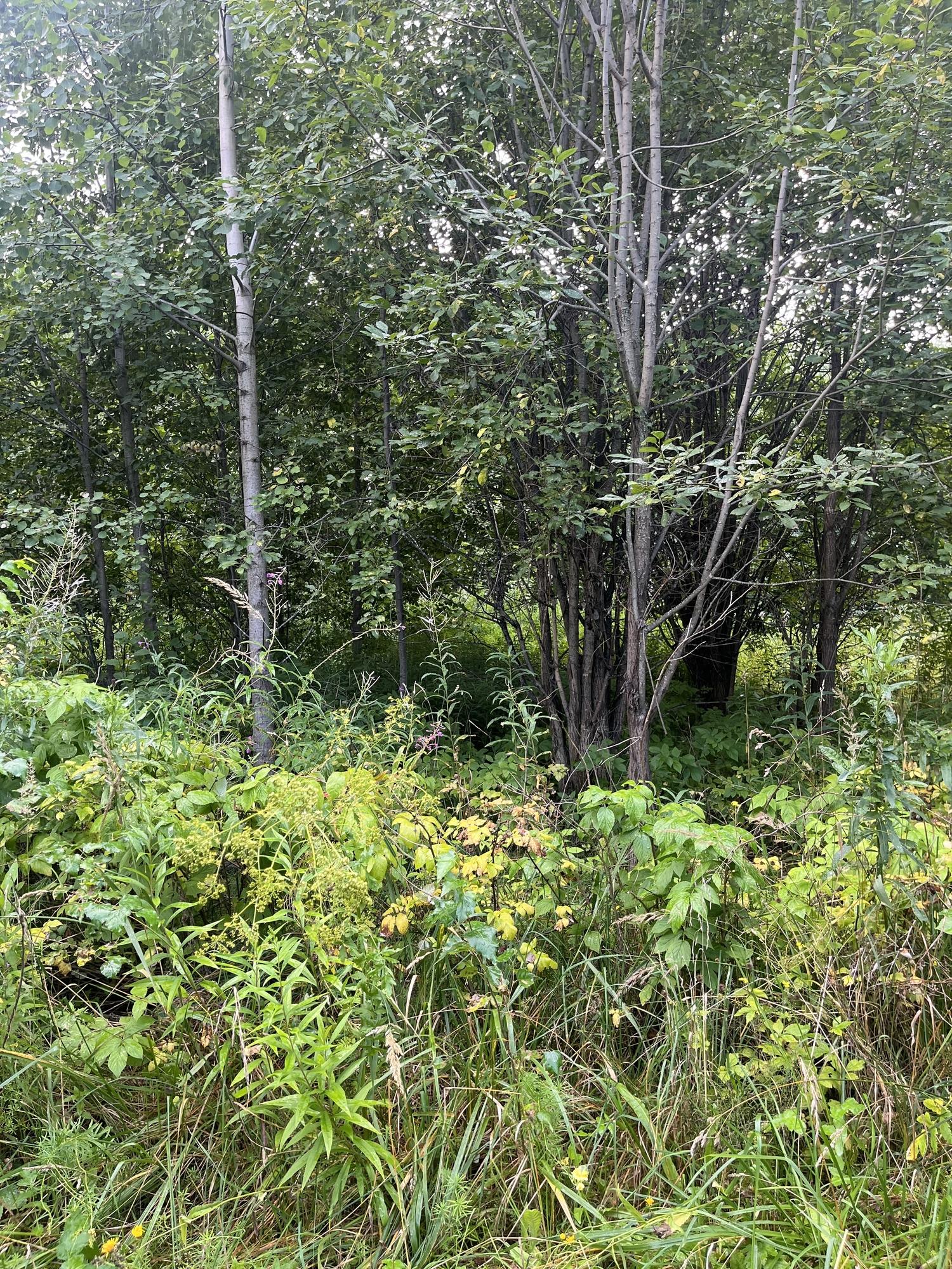 Купить землю, земельный участок за 2 600 000 рублей на Россия, Солнечная ул