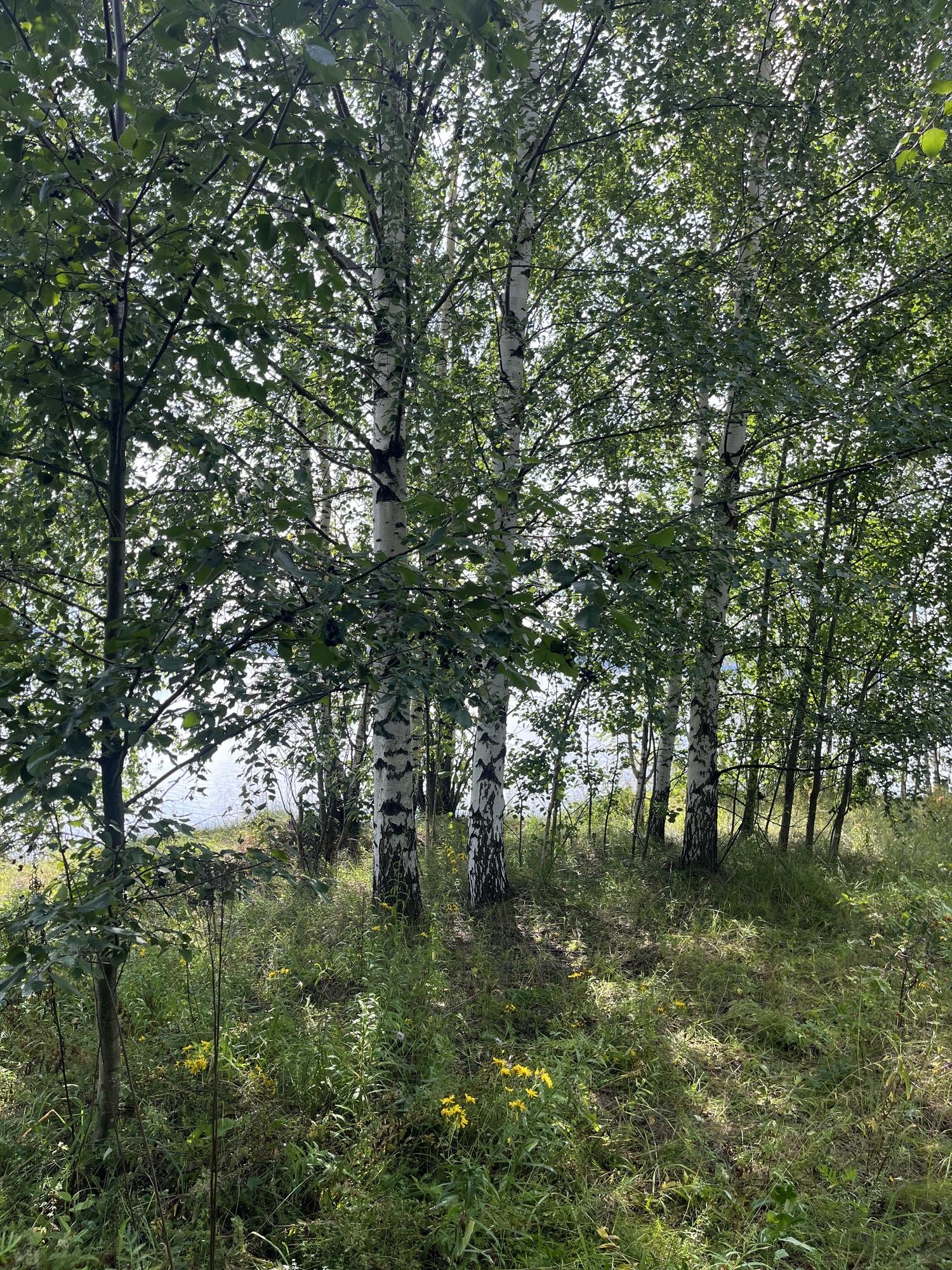 Купить землю, земельный участок за 2 600 000 рублей на Россия, Солнечная ул